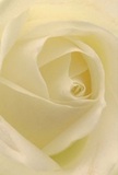 Let yourself be drawn into the delicate embrace of a cream-white rose, each petal curling around you in gentle succession, as if carried on the soft air of a Charlton morning. The spiralling pattern evokes the patient artistry of local florists, each fold a testament to nature's design and human skill. There's a luminous serenity that suffuses the flower, with gentle shadows carving subtle drama into its ivory contours-a visual echo of the peaceful paths found in Charlton's parks or along the Thames. The overall impression is one of deep peace and sincerity, making this rose an exquisite expression for moments of sympathy, gratitude, or renewed hope. The craftsmanship is apparent in the perfect symmetry of the petals, blending quiet beauty with enduring grace, ideal for marking meaningful milestones or sending comfort to nearby Greenwich or Blackheath. The flower's faint fragrance is almost tangible, conjuring freshness and a sense of calm continuity. This close perspective captures not just the rose's pure, inviting form, but the loving intent and time-honoured expertise of Charlton's community florists who help translate emotions into unforgettable floral tributes.
